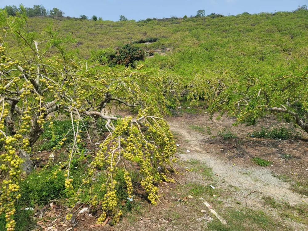 Raw Material Plantation