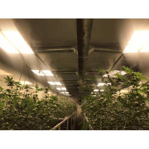 LED plant growth lights can promote the rapid and healthy growth of plant seedlings