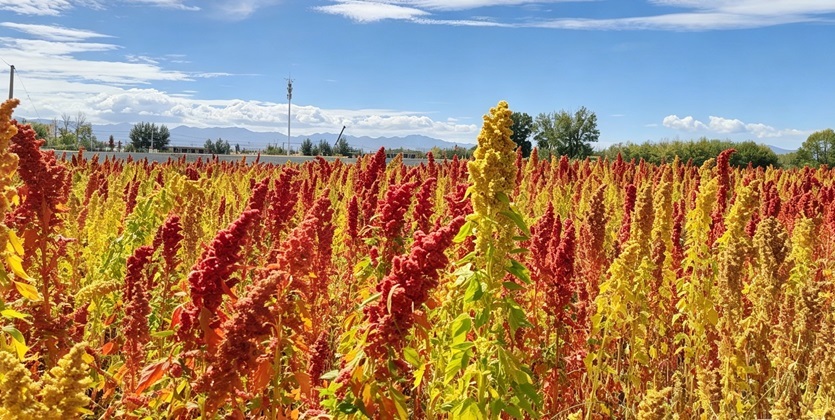 کینوا سه رنگ چینگهای