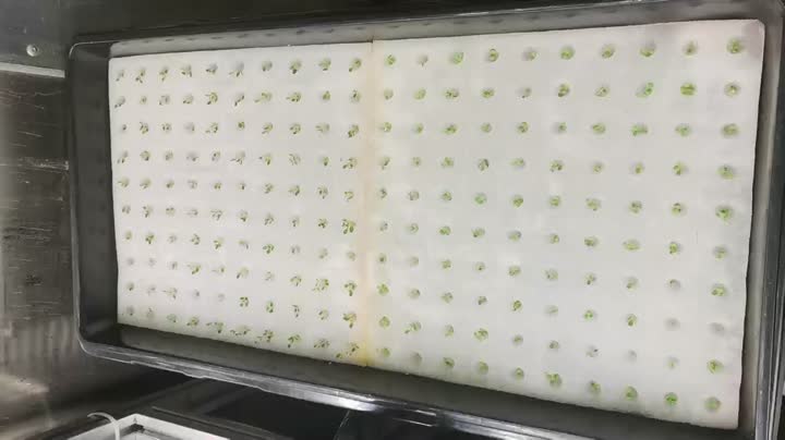 Видео о выращивании листовых овощей и рассады