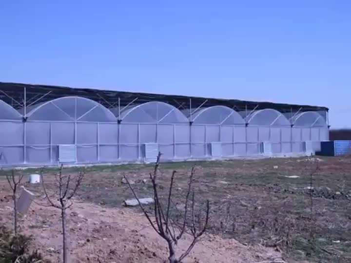 Multi-span film greenhouse