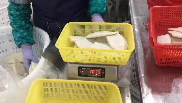 Wholesale High Quality Seafood Various Size Frozen Squid Tube1