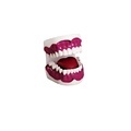 DARHMMY Medical Science Oral Care Product with 28 Teeth1