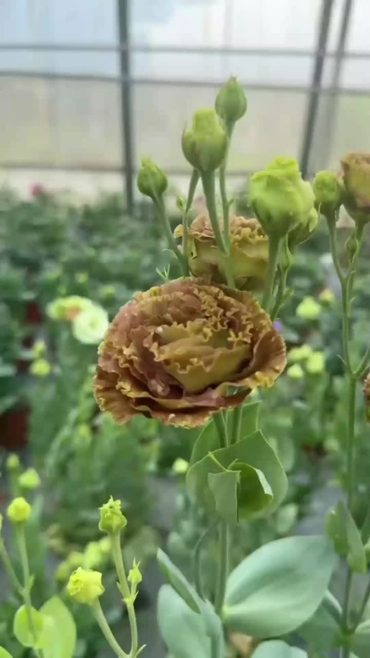 বিবাহের জন্য পাইকারি তাজা কাটা ফুল বাদামী Lisianthus