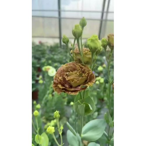 বিবাহের জন্য পাইকারি তাজা কাটা ফুল বাদামী Lisianthus