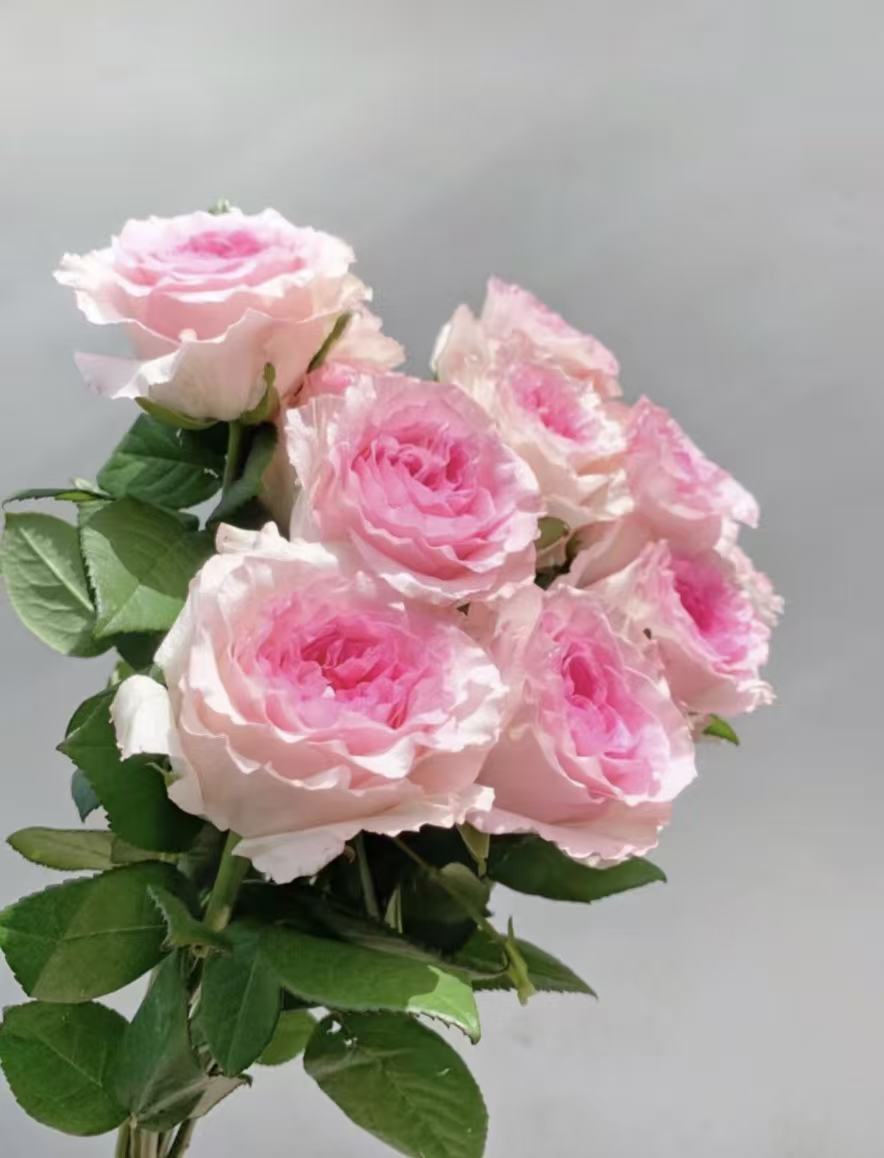 রোজেল রোজ খামার
