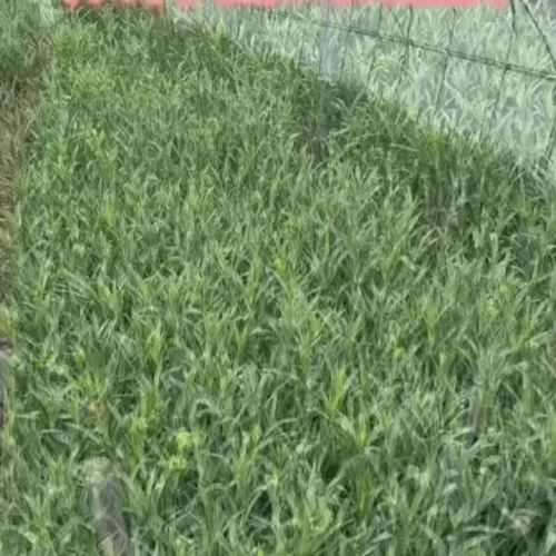 সবুজের সাথে একমুখী কার্নেশন