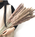 Natural Mini Dried Flower Bouquets: Pampas Grass and Dried Plants for Decoration1