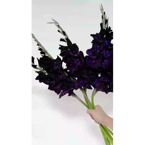 الجملة الأرجواني الأسود Gladiolus قطع الزهور مباشرة من المزرعة