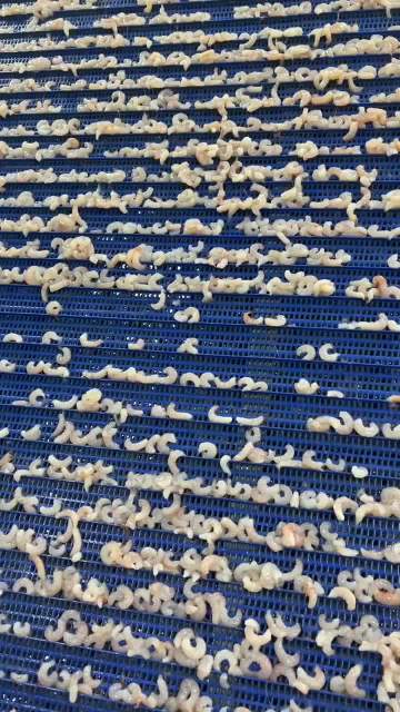 Zhoushan Haiwang Seafood Co.,Ltd