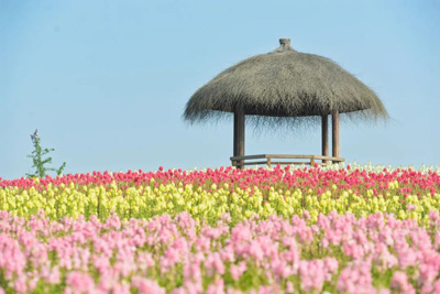 Electric sightseeing tourist train running in flowers sea in spring season