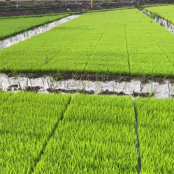 Сычуаньский органический рис растут
