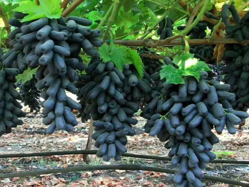 Grape planting base