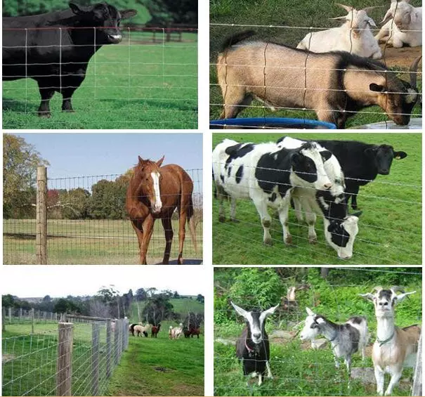 cattle fence 