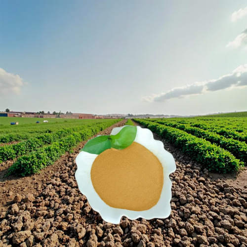 Corn Steep Powder Is an Organic Fertilizer