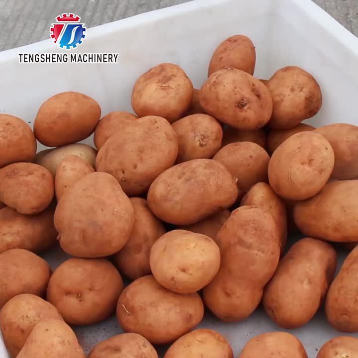 Máquina de lavar batata comercial TS-P30