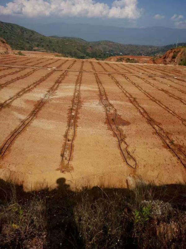 Raw Material Plantation