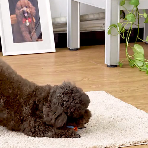 Chew de perros juguete TPR Pet Treat Ball golpea a las listas de ventas, el diseño innovador gana corazones de amantes de los perros