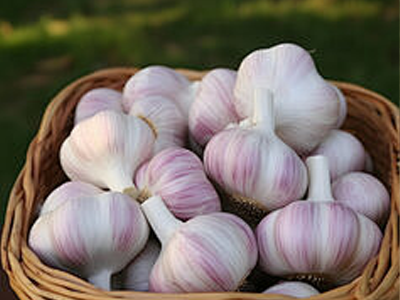 Nhân giống công nghệ và nguồn cung ổn định định hình lại ngành tỏi toàn cầu vào năm 2026