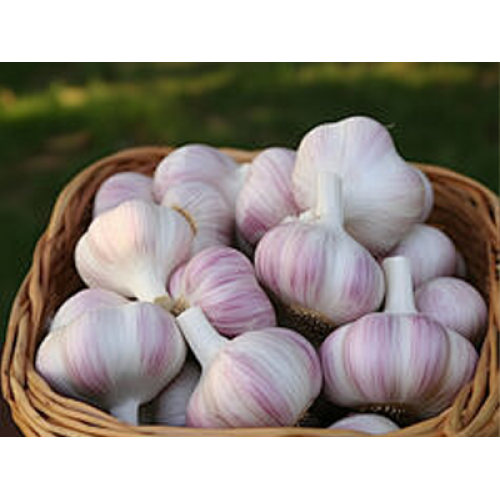 Pemuliaan Teknologi dan Pasokan yang Stabil Membentuk Kembali Industri Bawang Putih Global pada tahun 2026