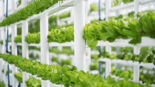 El auge de la hidroponía: por qué las láminas de PP de calidad alimentaria son esenciales para la agricultura moderna