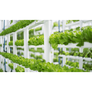 A ascensão da hidroponia: por que as folhas de PP de qualidade alimentar são essenciais para a agricultura moderna