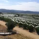 Cubierta impermeable automática agrícola para Orchard Cherry Fruit Plant Greenhouse Film