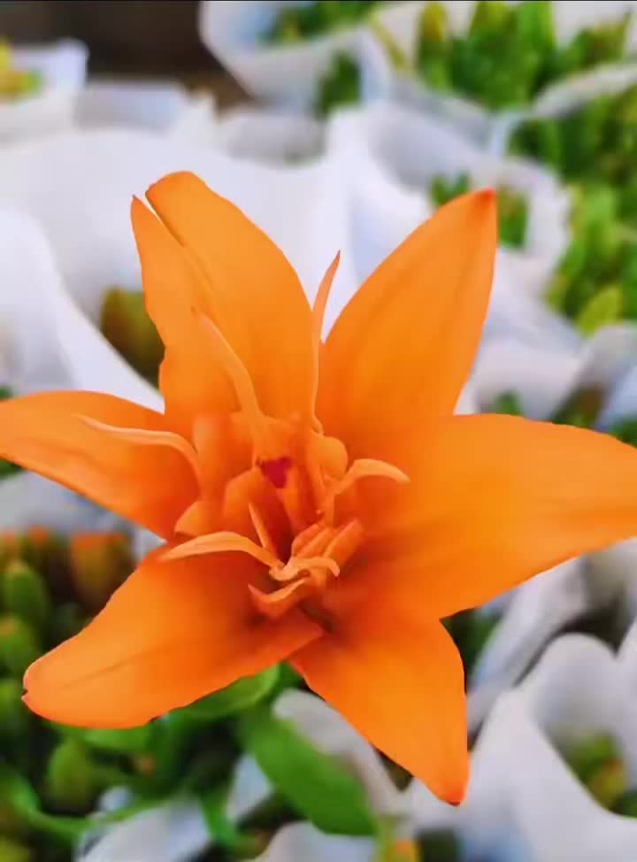 একক লিলি কমলা স্বপ্ন