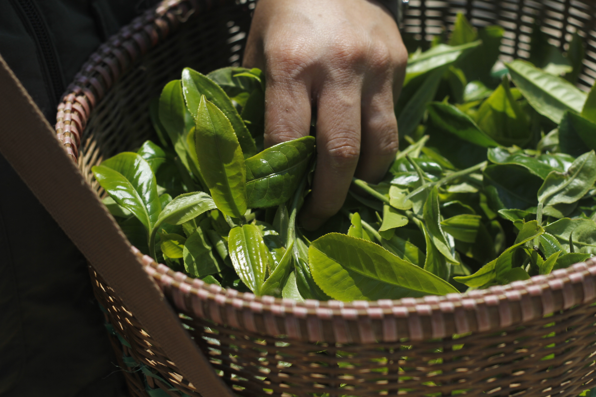 Shan-tea (Yunnan) Co., Ltd.