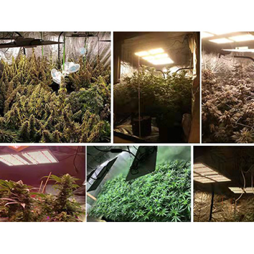 There is not enough sunshine in the succulent room for winter, try LED plant light