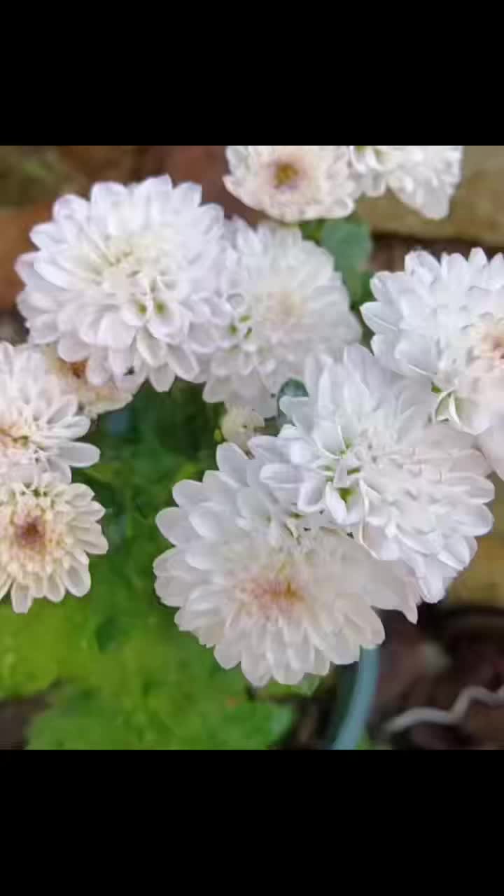 ম্যাটিস গোলাপী চন্দ্রমল্লিকা স্প্রে করুন