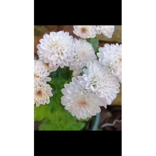 ম্যাটিস গোলাপী চন্দ্রমল্লিকা স্প্রে করুন