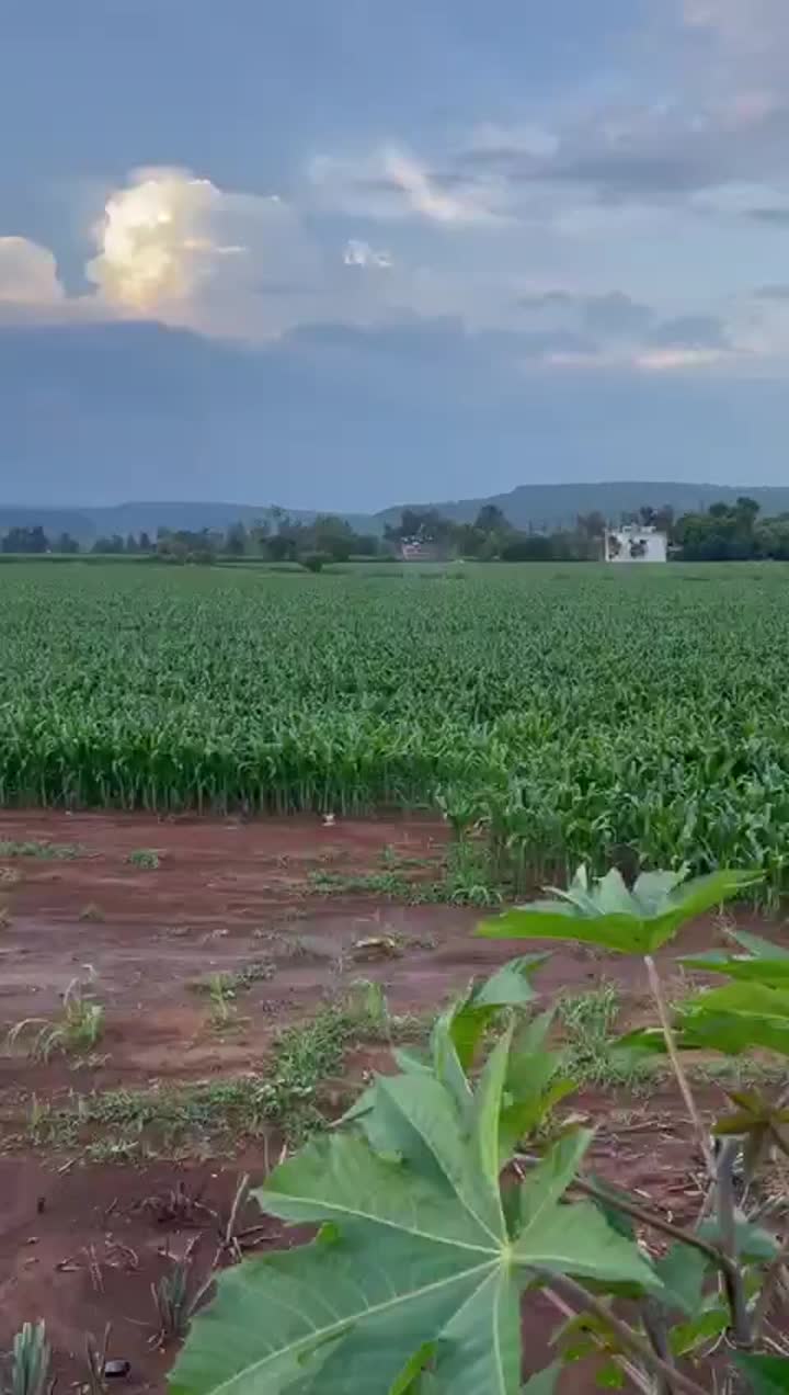 Agriculture Drone Video Show dos clientes 2