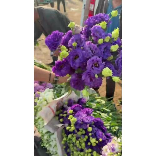 موجة قطع جديدة Lisianthus الأرجواني الداكن لديكور الزفاف