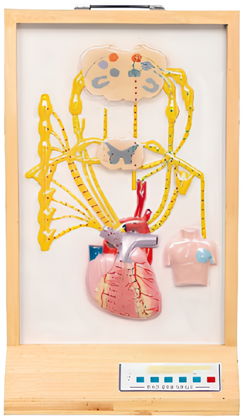 Nerve electric model of heart