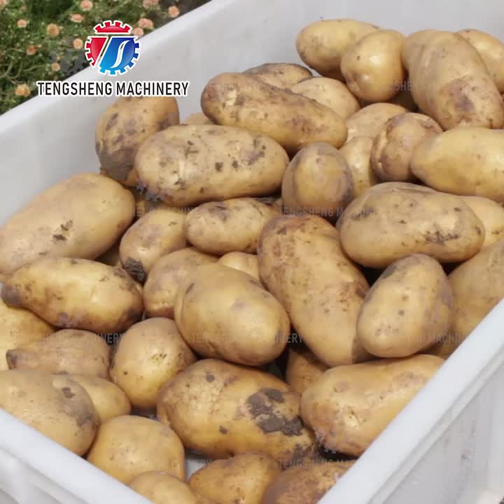 Linha integrada de processamento de batata para soluções de processamento de alimentos