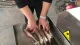 Elektryczne ryby deboner narzędzia kraba zestaw mięso