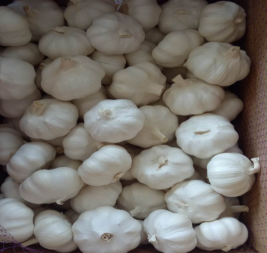 jinxiang garlic producing