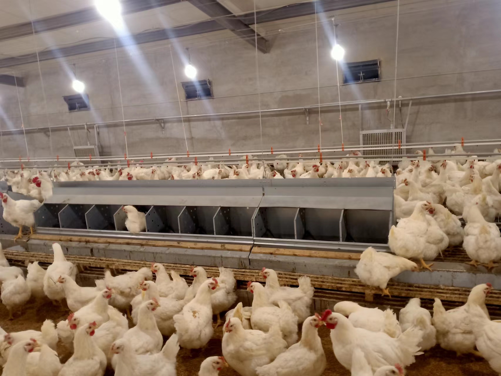 Egg laying chicken farming