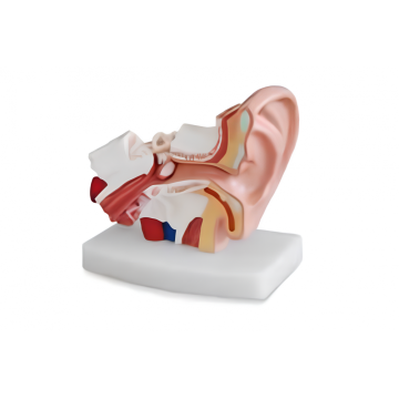 Top 10 Most Popular Chinese Airway Anatomy Model Brands