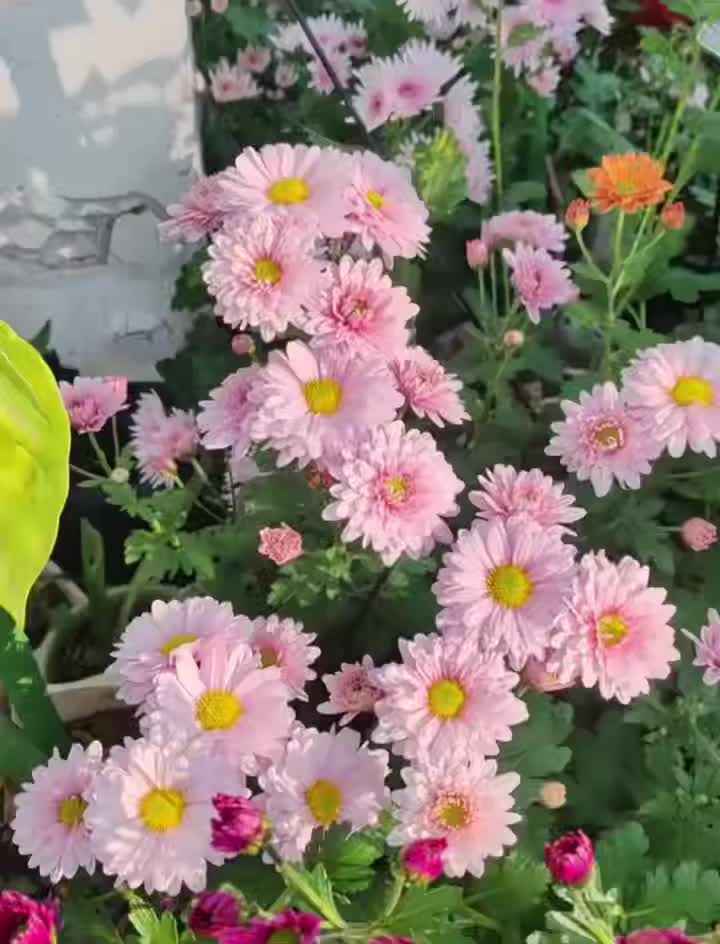 সিউল গোলাপী স্প্রে ক্রিস্যান্থেমাম