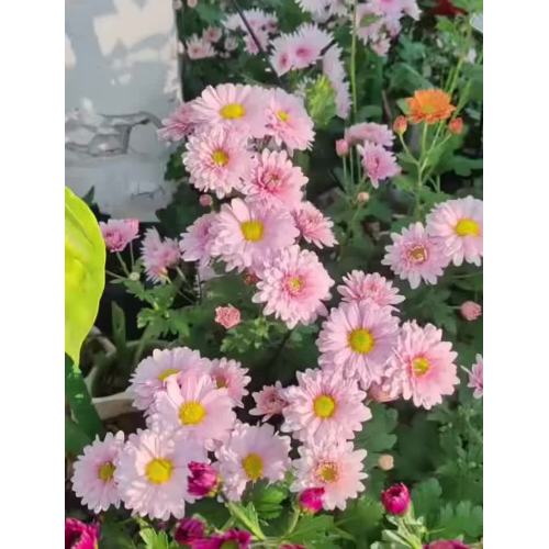 সিউল গোলাপী স্প্রে ক্রিস্যান্থেমাম