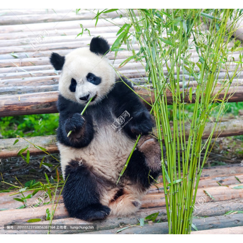 Why do giant pandas eat bamboo? How much bamboo do you eat every day?
