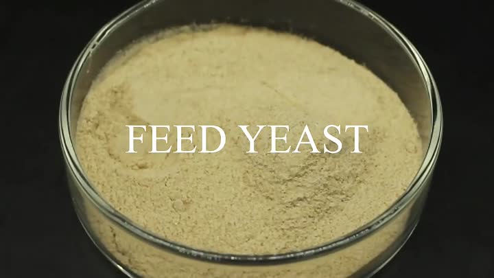 Feed Yeast 60% 