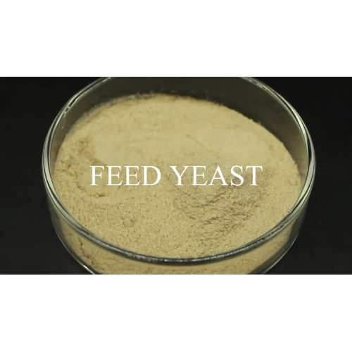 Feed Yeast 60% 