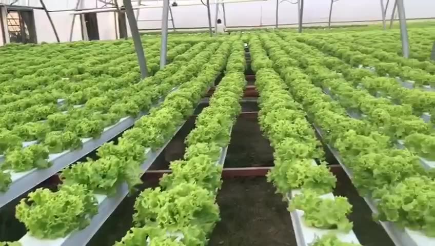 Smart Vertical Hydroponics Farm Tomate CUCUBRAM