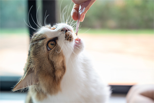 Linyi Chanbao International Trading Co., Ltd revela uma linha revolucionária de produtos de nutrição para animais de estimação