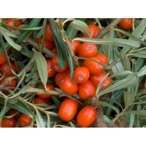 The Production Process Of Seabuckthorn Fruit Powder 