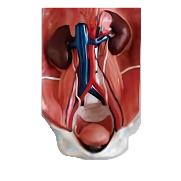 Ten Chinese Urinary System Model Suppliers Popular in European and American Countries