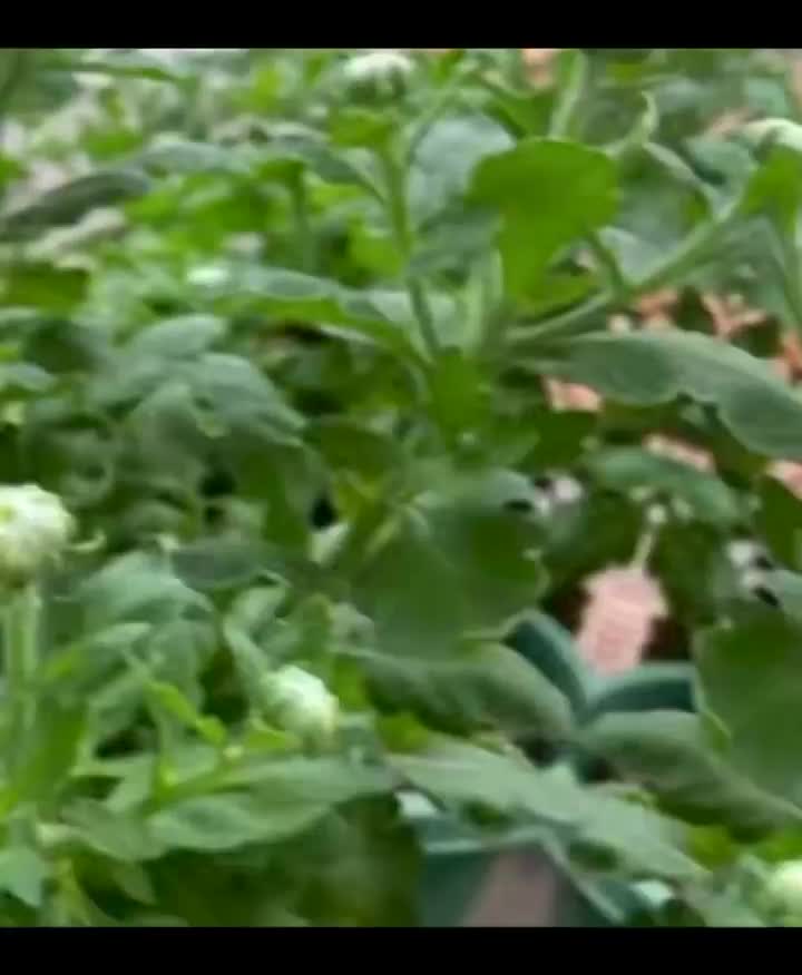 লণ্ঠন স্প্রে সাদা chrysanthemum